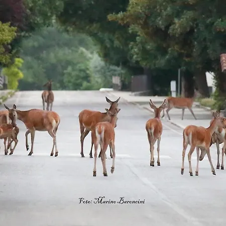 La Casa Di Nonna Carissima 度假居